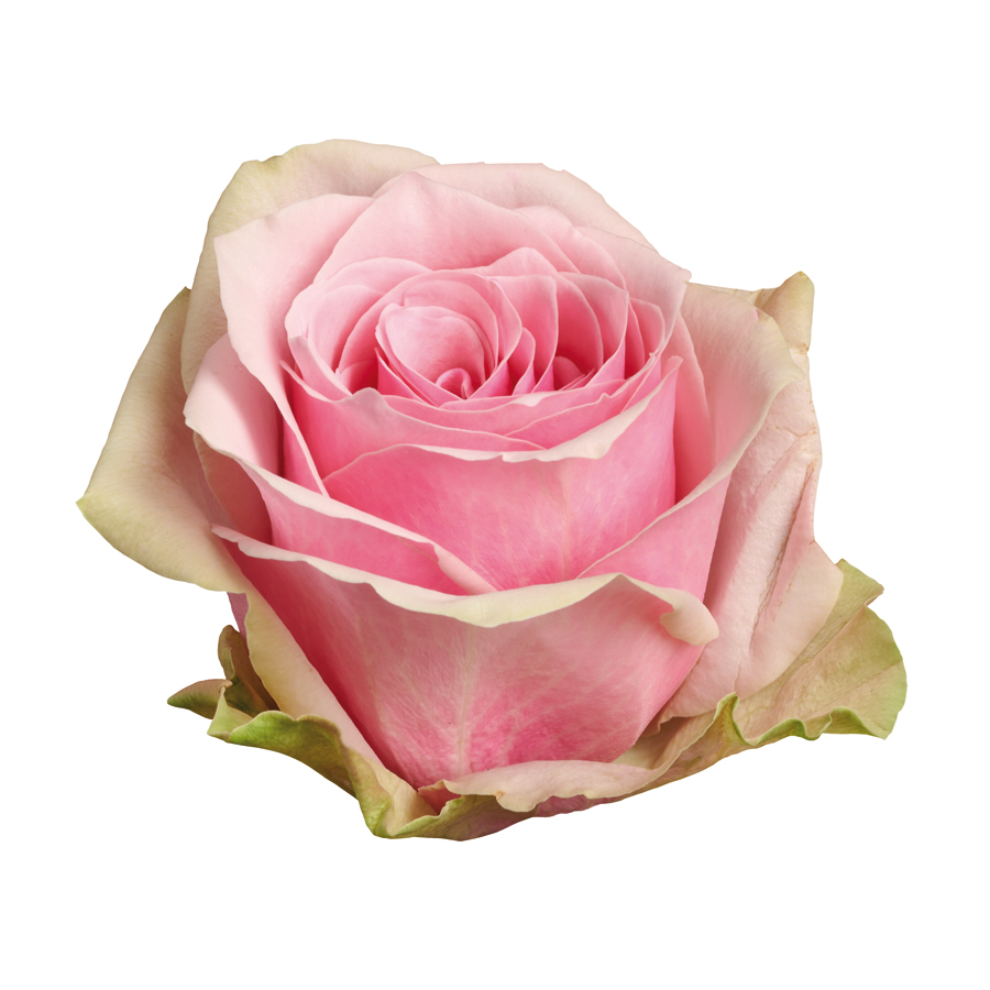 ATHENA® ROYALE | Kordes Cut roses