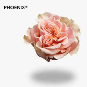 PHOENIX®