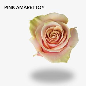 PINK AMARETTO®