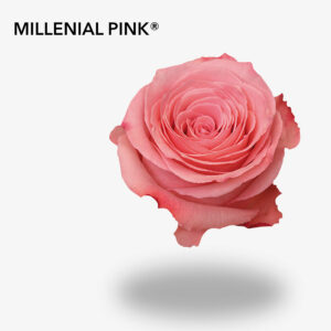 MILLENIAL PINK®