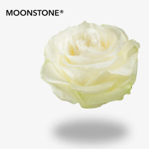 MOONSTONE®