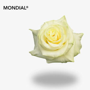MONDIAL®