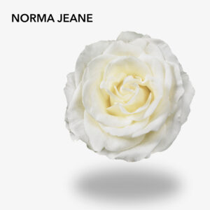 NORMA JEANE